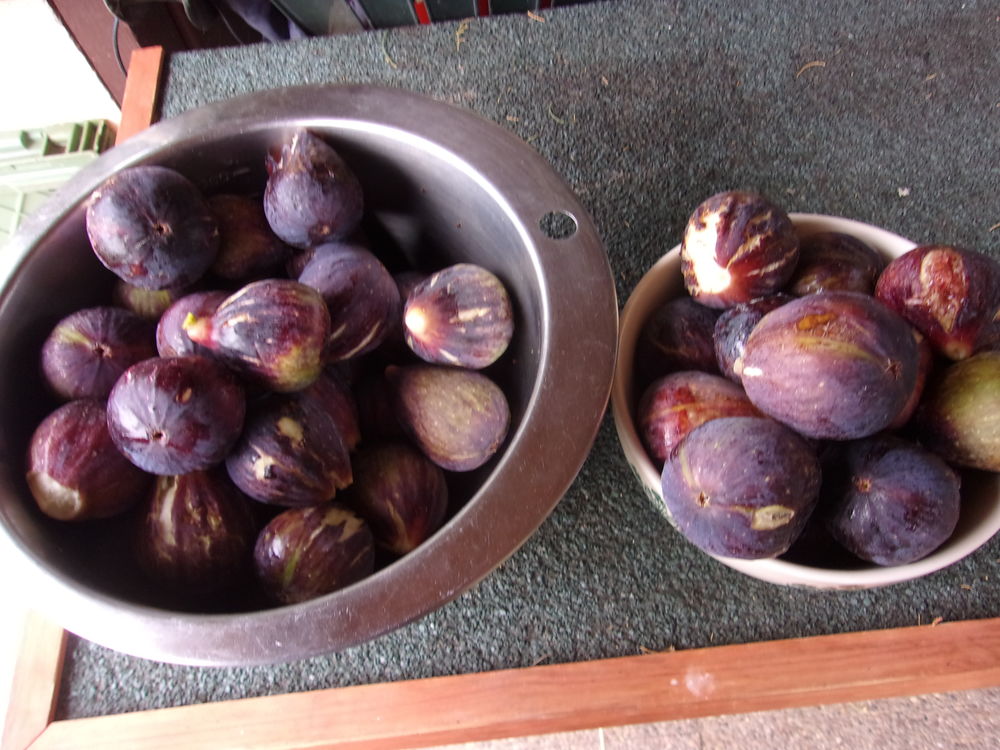 Figues fra&icirc;ches mauves, grosses, parfum&eacute;es et bien sucr&eacute;es. Jardin