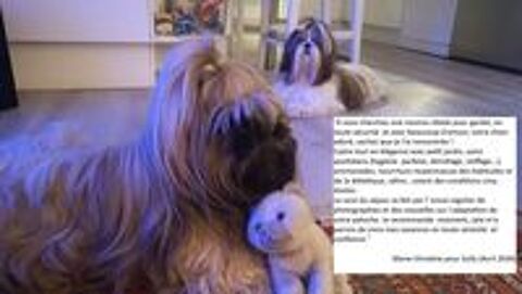   Garde chien petit gabarit ? Maison + jardin clos |Colomiers 