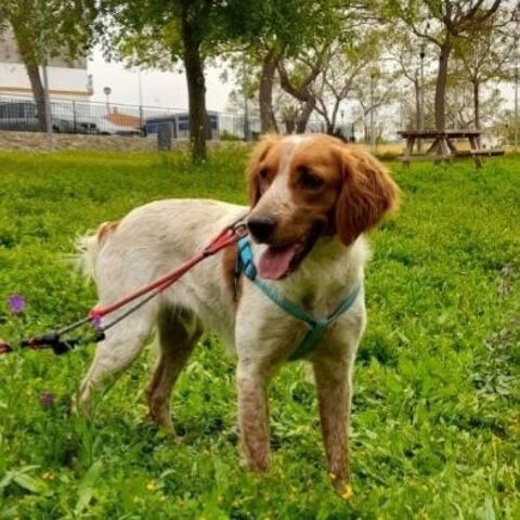 MARCO 300 27620 Gasny