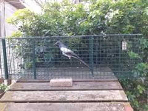   Cage à Pies 