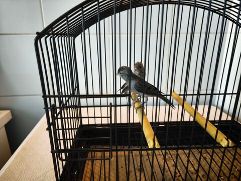 canaris raza 30 31790 Saint-jory