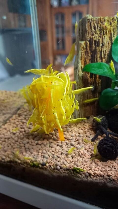 Crevettes yellows n&eacute;on neocaridina 3 37270 Ath�e-sur-cher