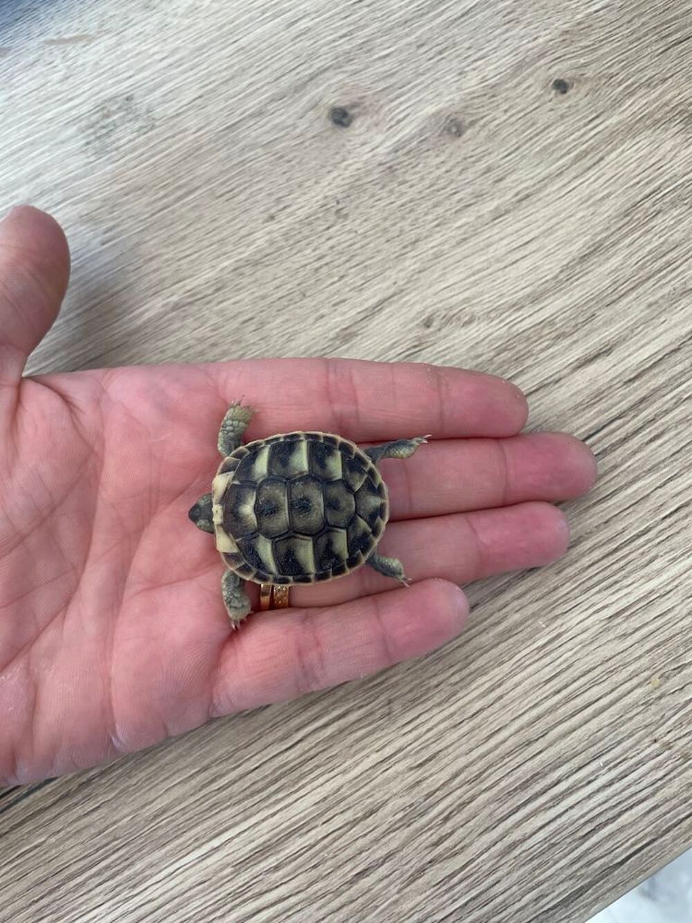   Tortue  