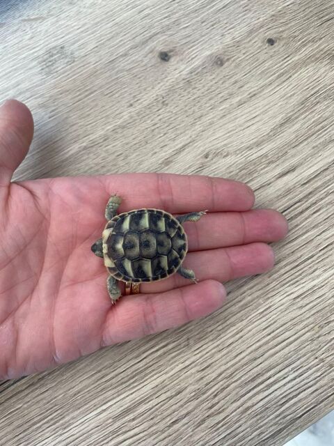 Tortue 40 31470 Fonsorbes