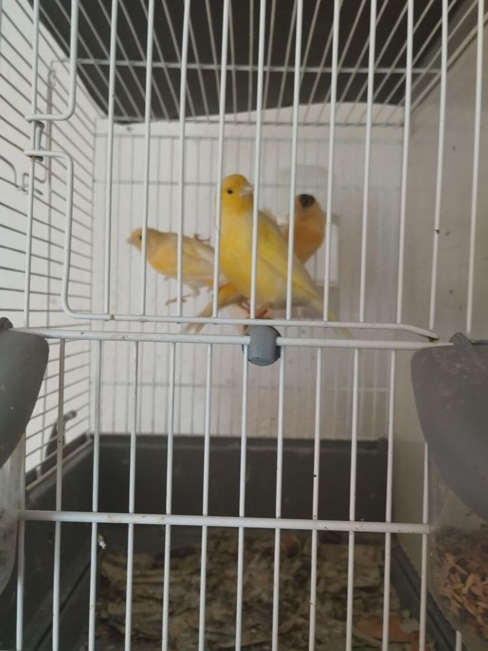   Canaris  