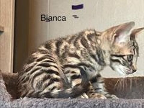   Adorable chaton bengal loof 