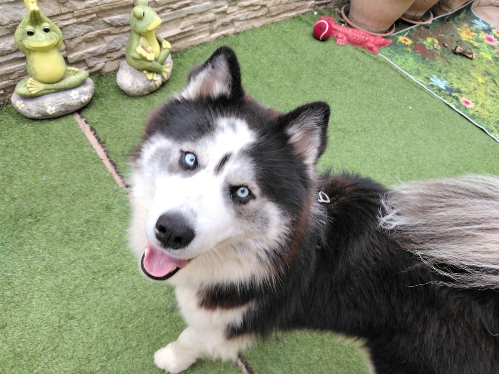   Bonjour, j ai un très beau mâle husky poils longs,  