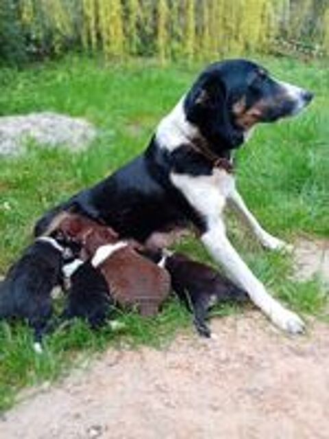   Chiots Border Collie 