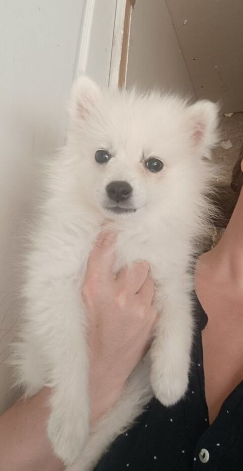Spitz japonais lof 89130 Toucy