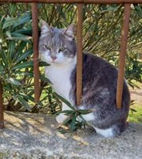   Capucin gentil chat timide 6 ans cherche adoptant(e) 