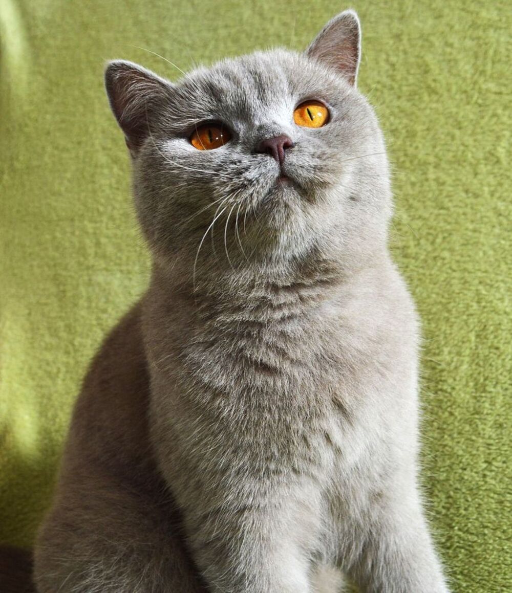   Chatte retraitée d'élevage 