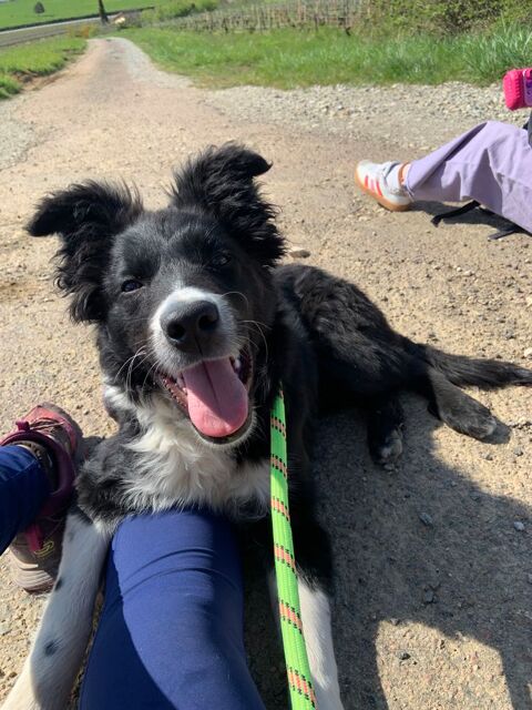 Border collie de 8 mois 300 21340 Nolay