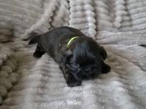   A réserver shih tzu 