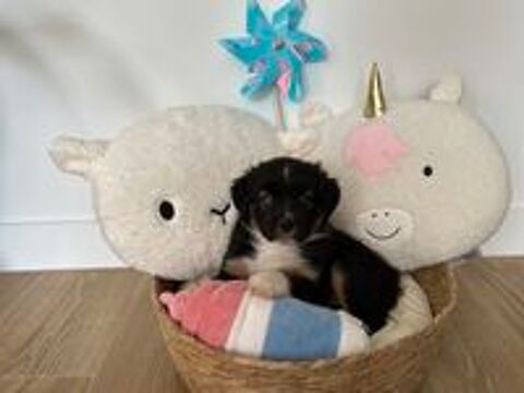   Chiot berger américain miniature  