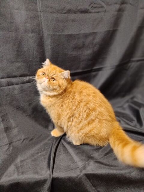 APOLLON DU DOMAINE AUX IRIS 1615 78840 Moisson