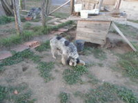   Donne chienne de chasse GBG LOF  