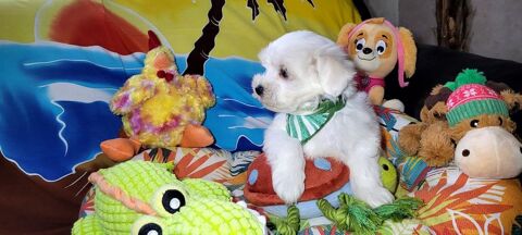 CHIOT BICHON MALTAIS (m&acirc;le) 850 41700 Le controis-en-sologne