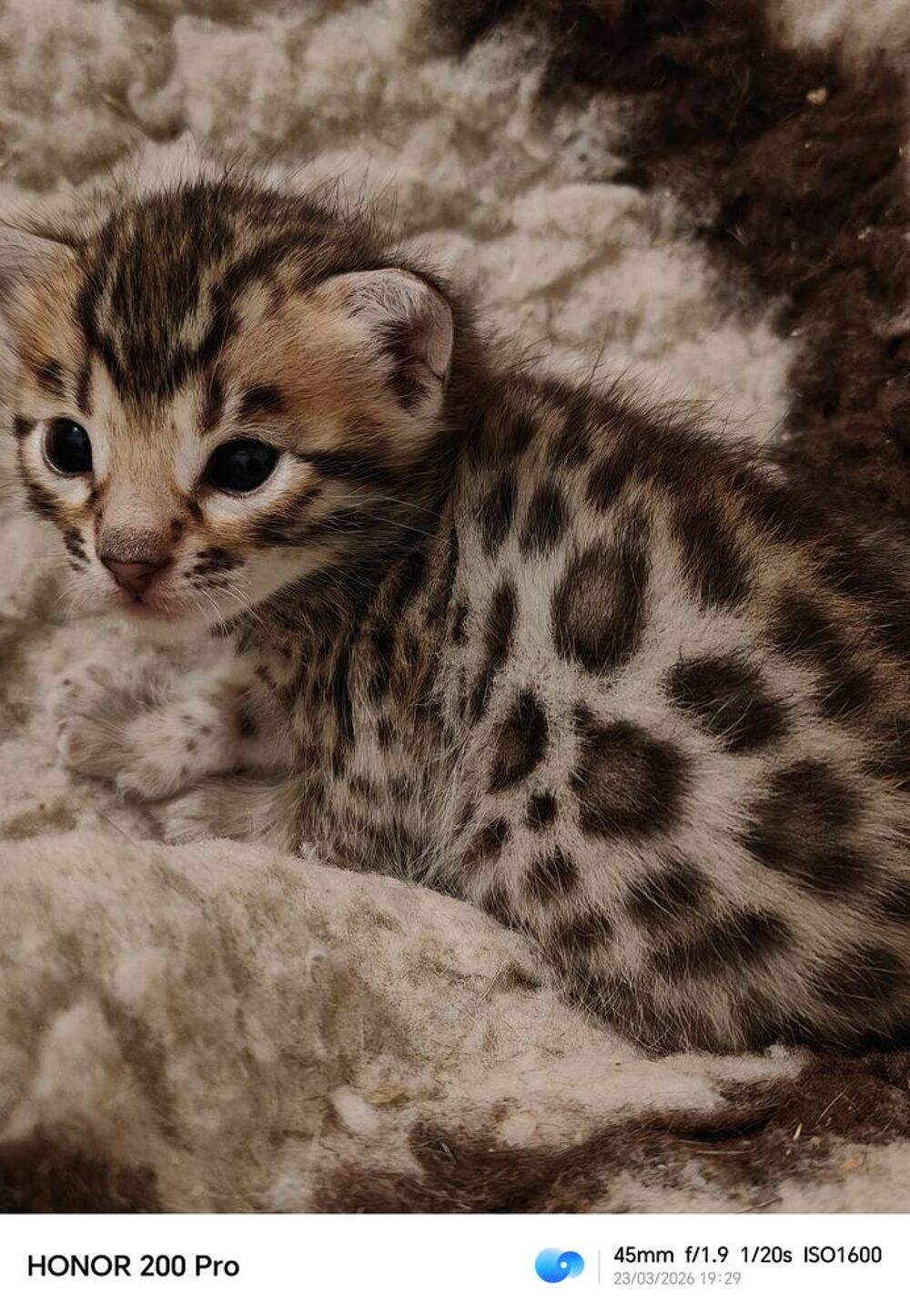   Magnifique chaton Bengal rosettes paw print  