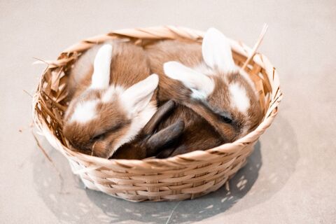 Bébés lapins nains béliers 60 01700 Neyron