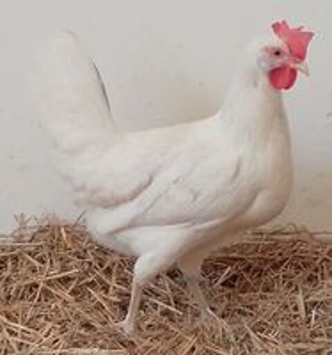    poules pondeuses et d'ornement 