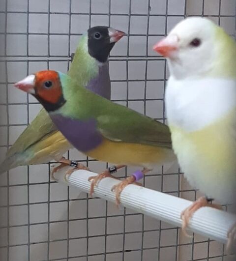 Diamants de Gould 45 02600 Villers-cotterts