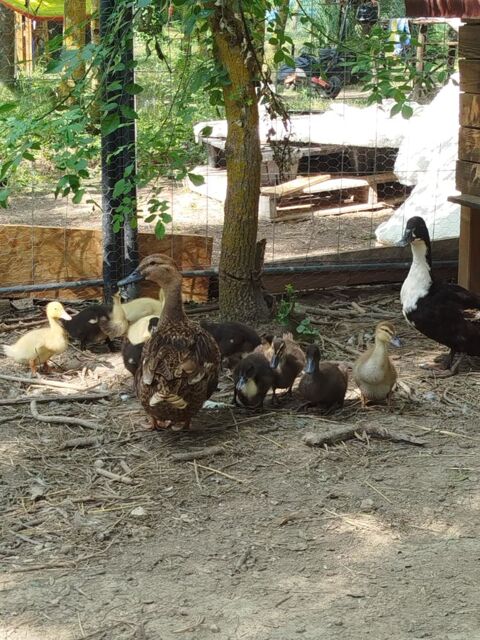 Canards De Duclair et Colvert 20 66140 Canet-en-roussillon