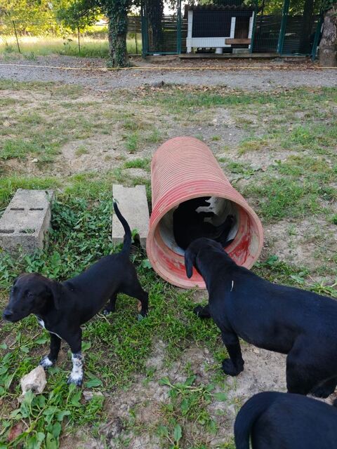 Chiots type labrador/braque allemand 700 31620 Villaudric