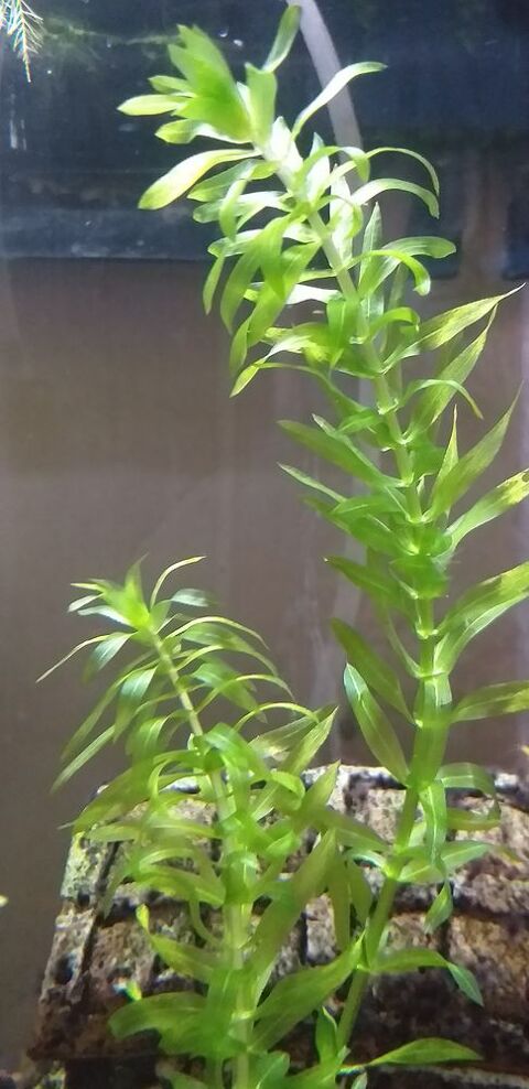Plante d'aquarium. 2 67390 Marckolsheim