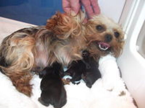   CHIOTS YORKSHIRE TERRIER 