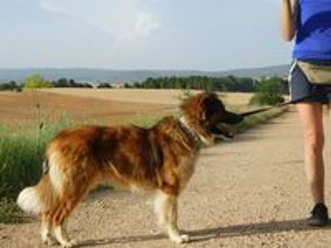   PINGO🩵 le chien dont tout le monde tombe amoureux  