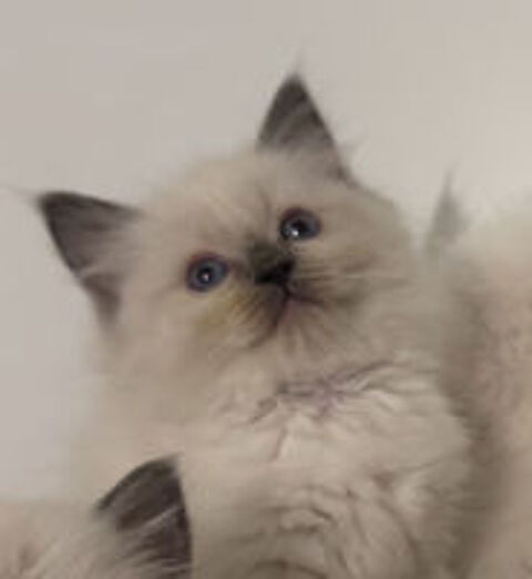   Chaton Ragdoll LOOF mâle Blue Point disponible 