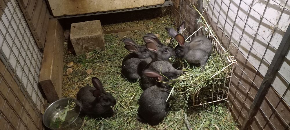   lapin de compagnie 