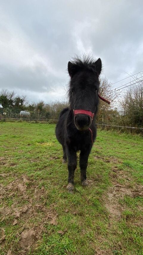 Ponette  700 50440 Biville