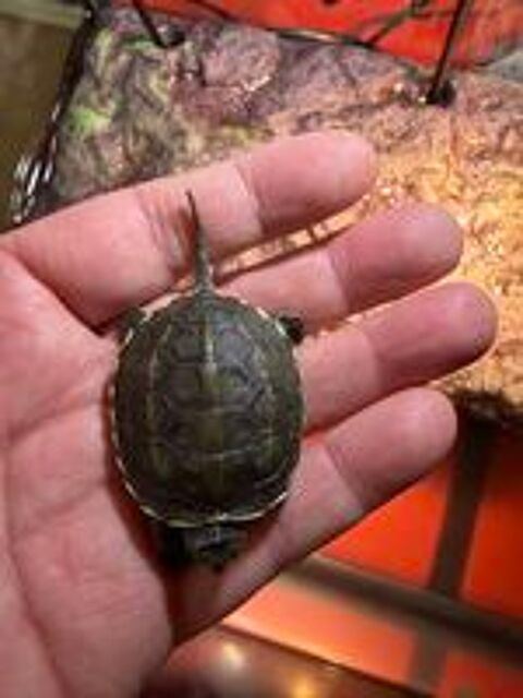   Tortues aquatiques 