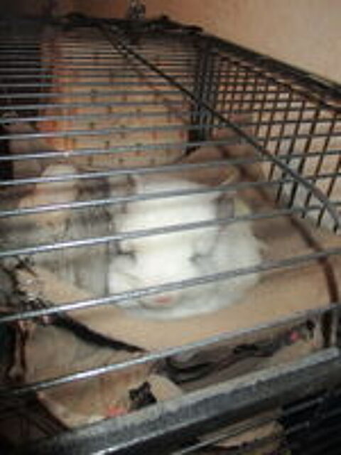   bébés chinchillas (angora) 