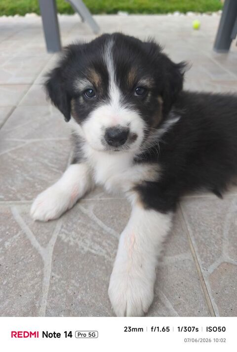 CHIOTS BERGER AUSTRALIEN LOF
1000 29250 Plougoulm