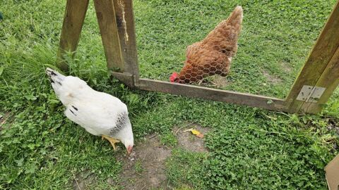 Jeune poule pondeuse Sussex  3 mois 15 44400 Rez