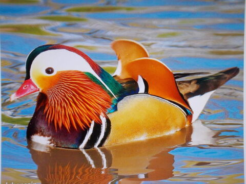 CANARD MANDARIN 40 01400 Condeissiat