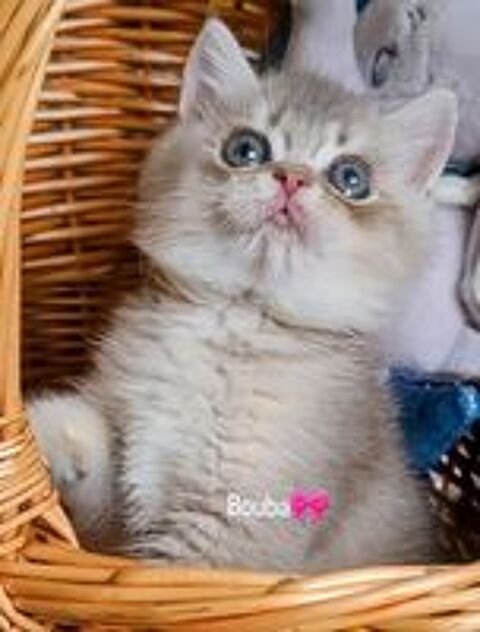   Chaton Scottish British  