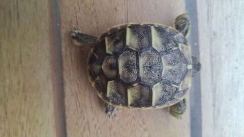 Bb tortue 35 84000 Avignon