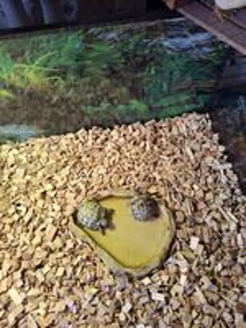   Tortues 

