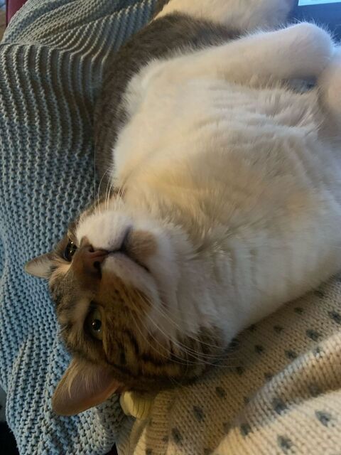 Foxy, 1,5 an cherche de bons adoptants 180 75010 Paris