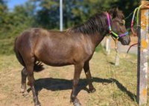   Poney Hongre 