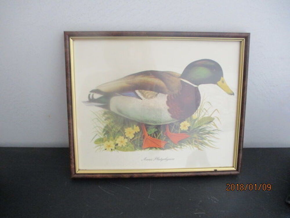 Cadre canard 
