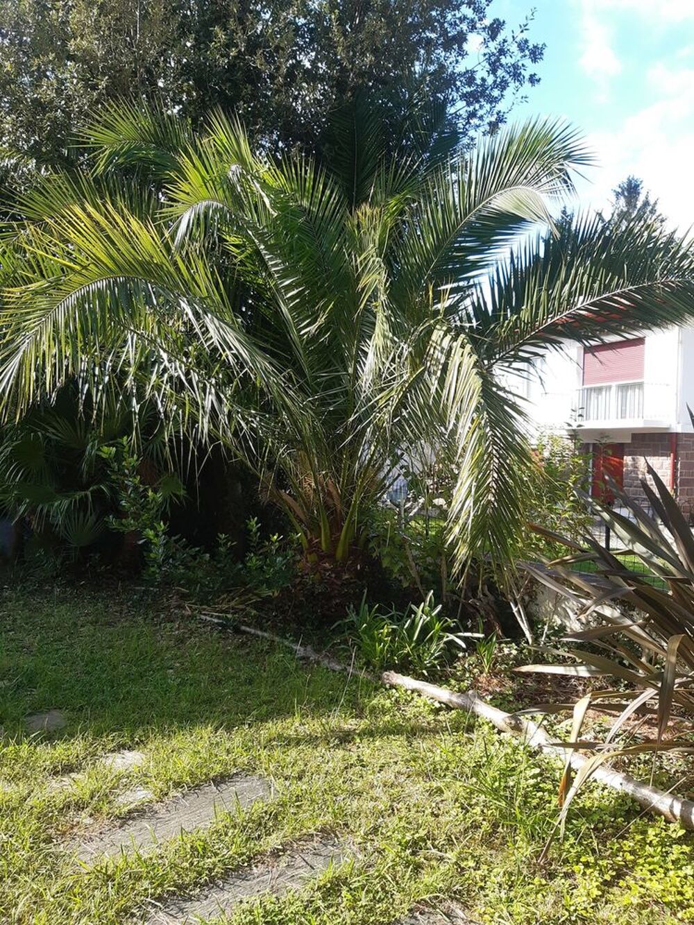 Grand palmier de type Phoenix Canariensis (15 ans) Jardin