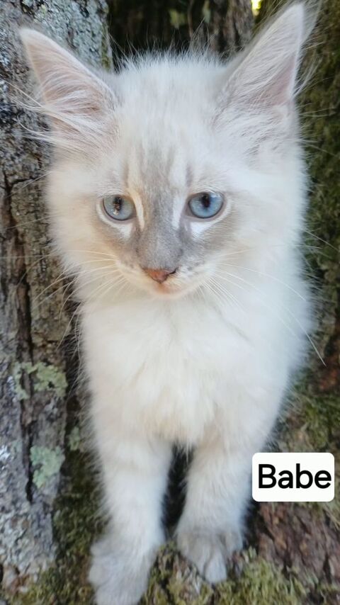 Chaton sib&eacute;rien LOOF m&acirc;le 1600 85310 Chaillé-sous-les-ormeaux