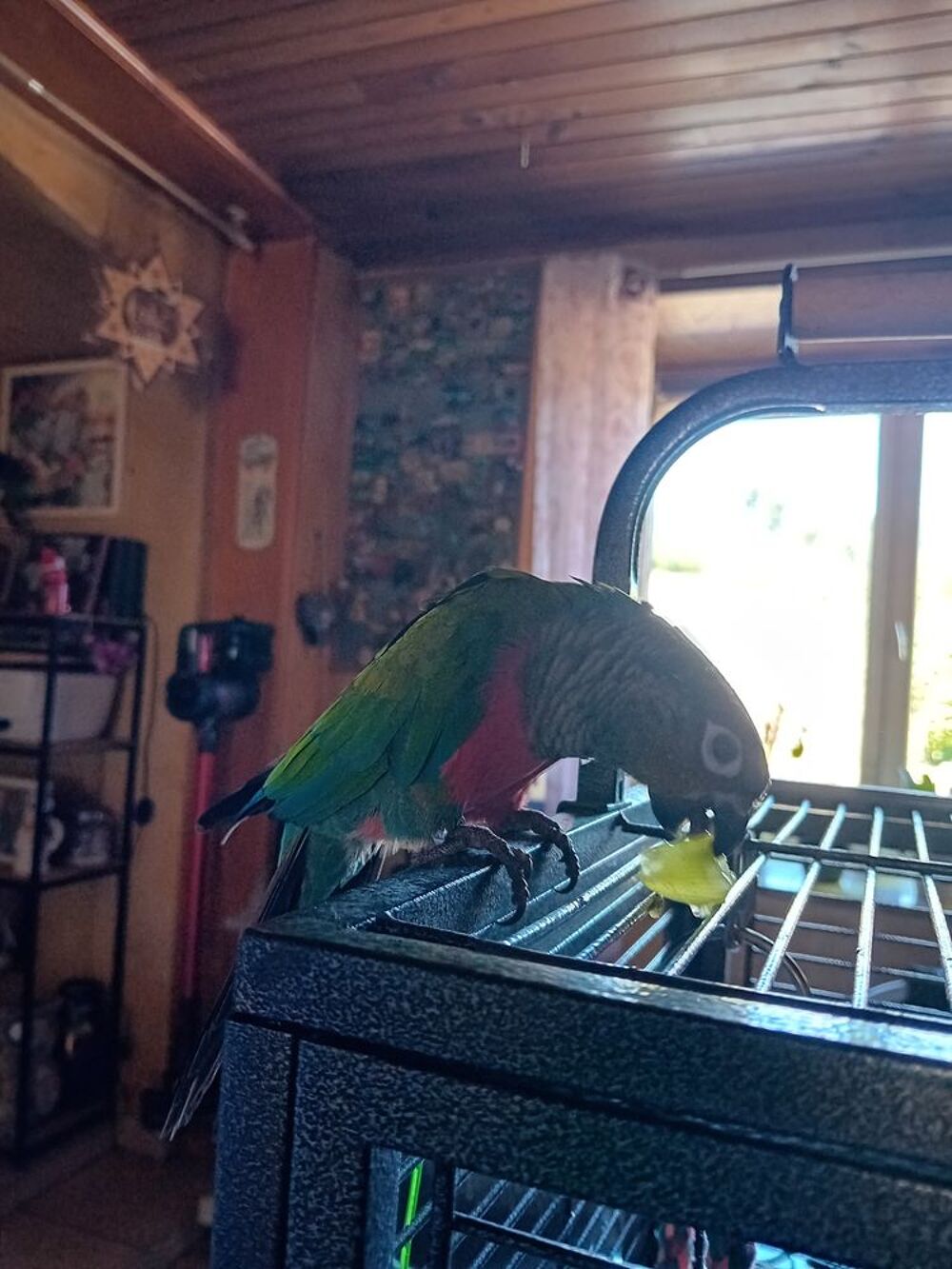   Cornure male 2 ans 