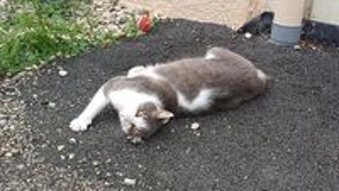   Chat FRIMOUSSE � l adoption 