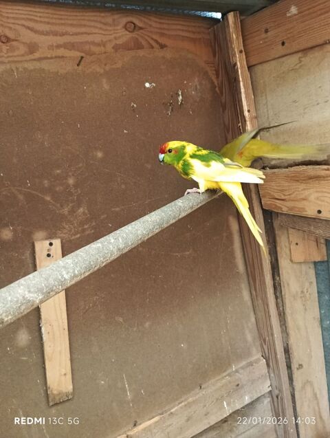 Perruches kakariki 30 79400 Azay-le-br�l�