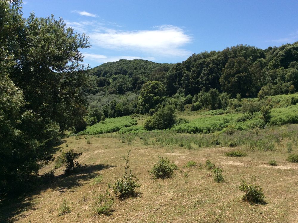 Vente Terrain 2 terrains de 8 000 m² chacun avec PC purgé proche Ajaccio Azilone-ampaza
